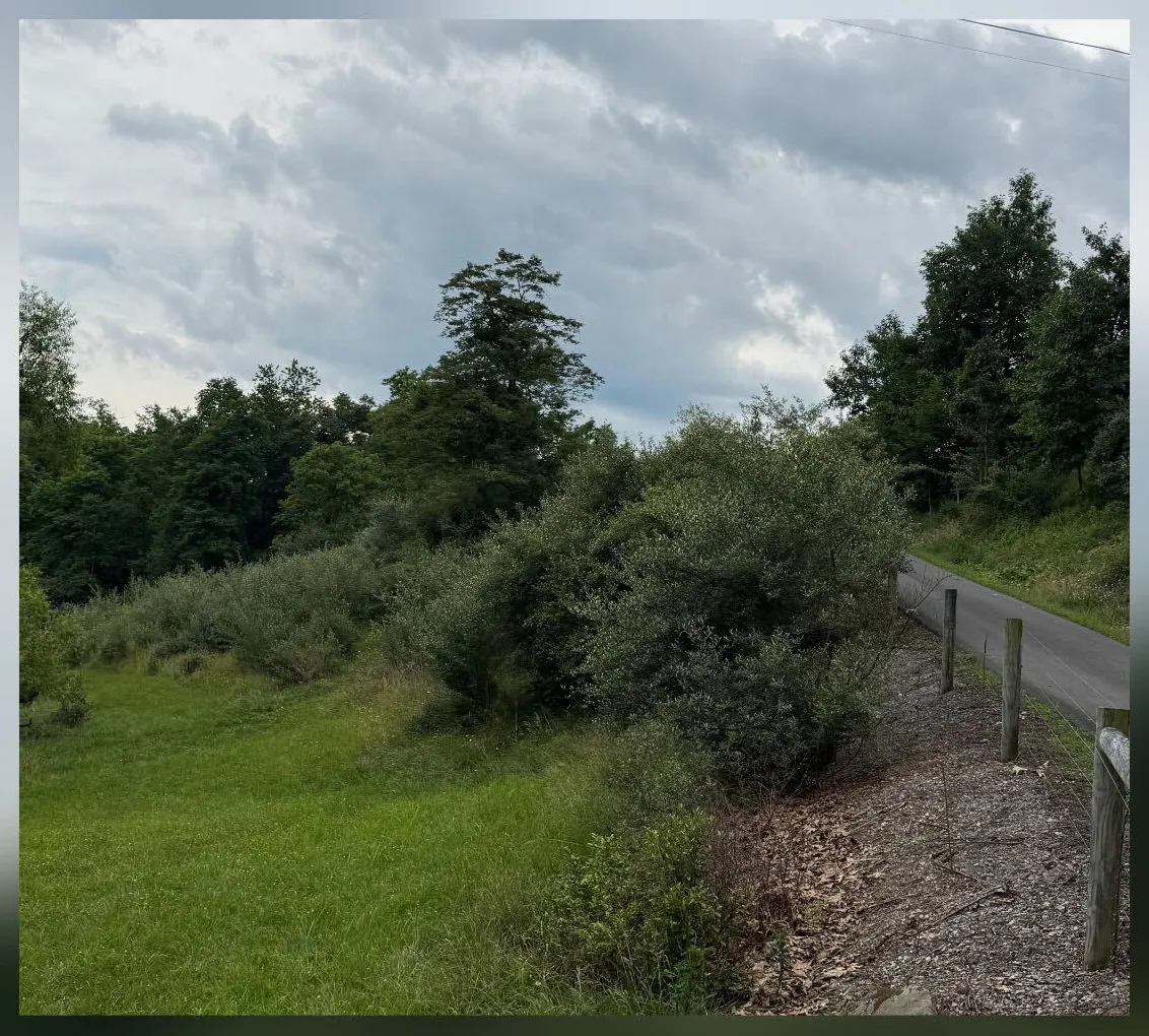 Overgrown fence line before brush clearing, brush grown up against the lane