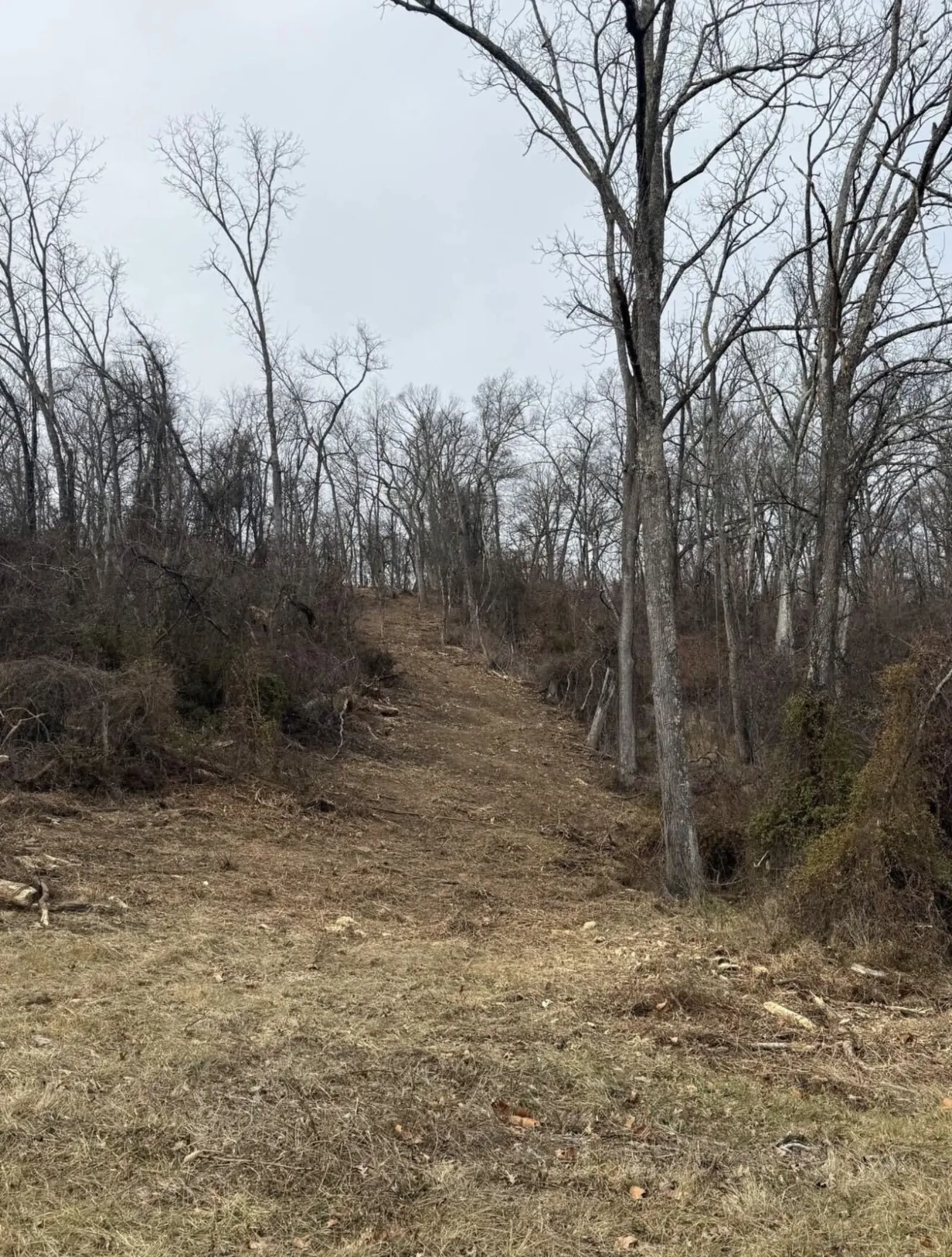 Fence line cleared of brush under bare hardwoods on a Hampshire County property