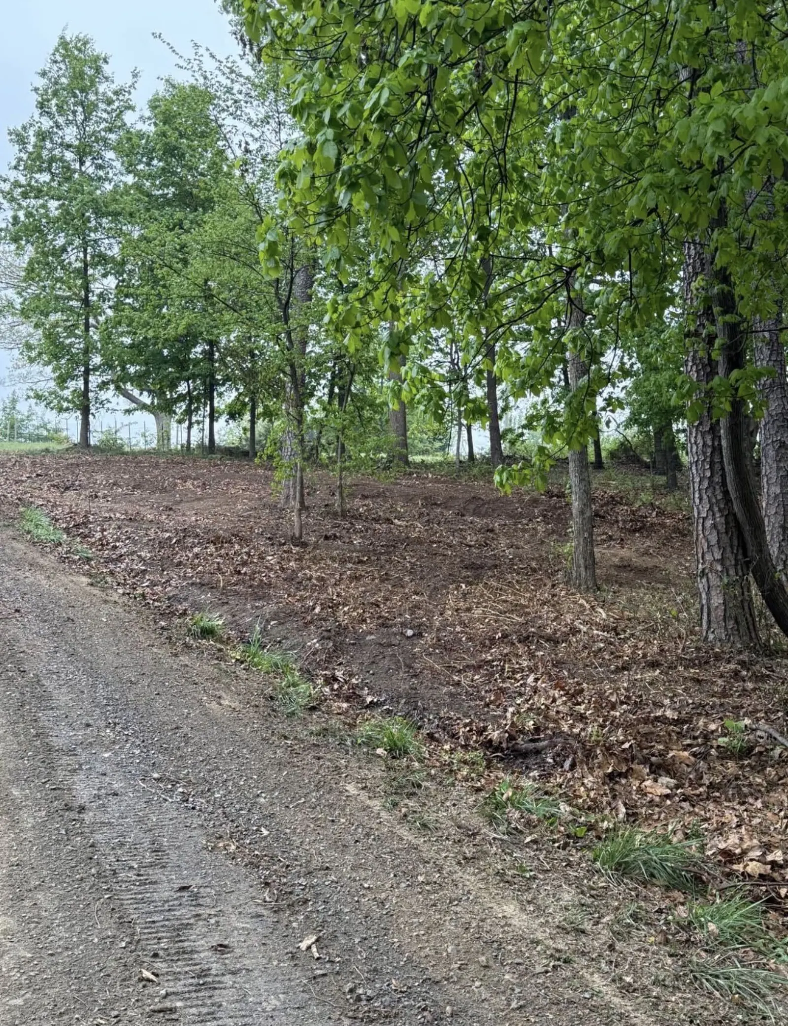 Woodland understory mulched clean along a gravel lane