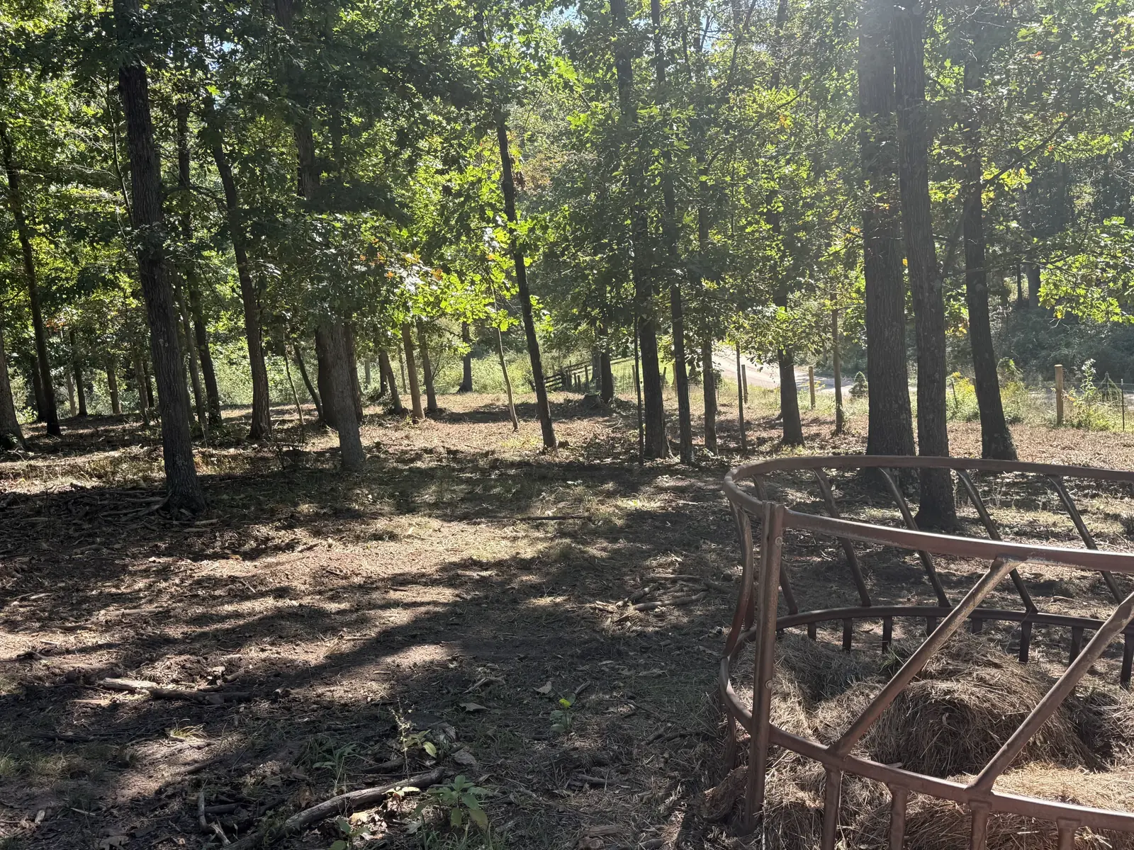 After mulching: the woods mulched clean, the hay ring back in the open