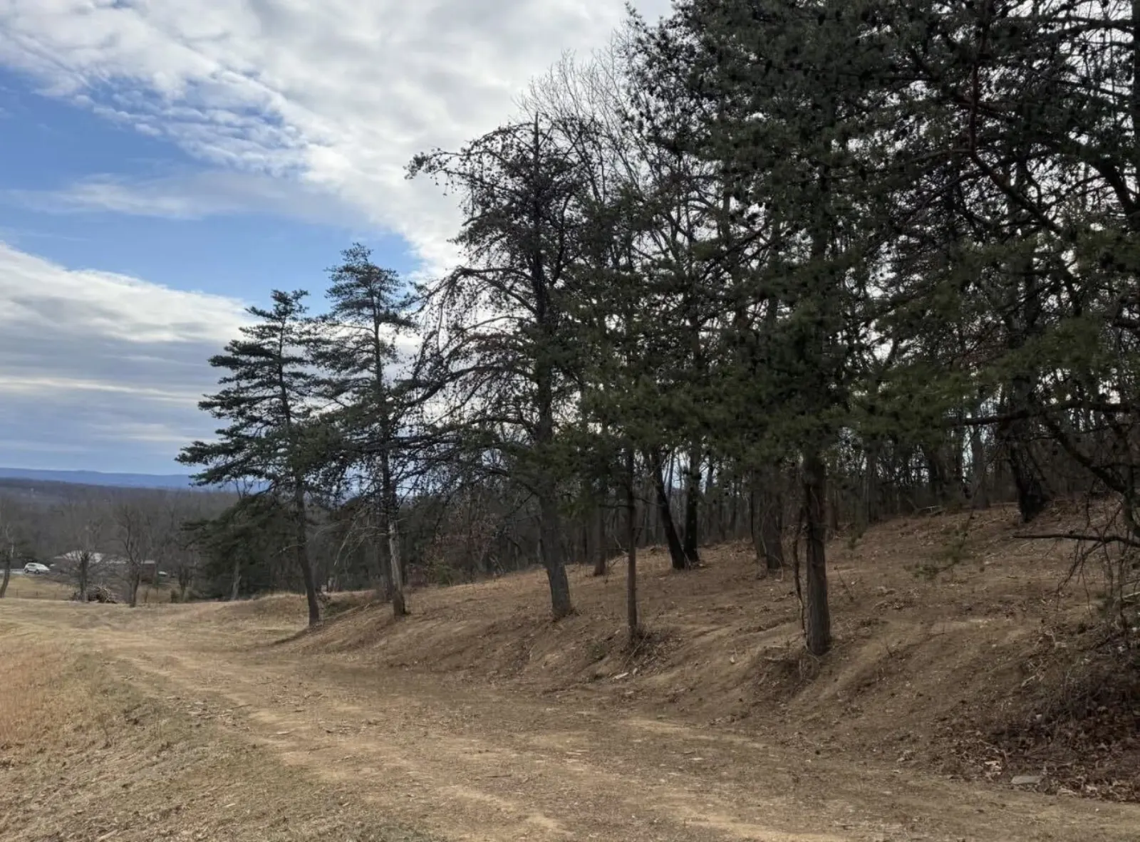 Freshly graded dirt lane cut through pines with a ridge view beyond