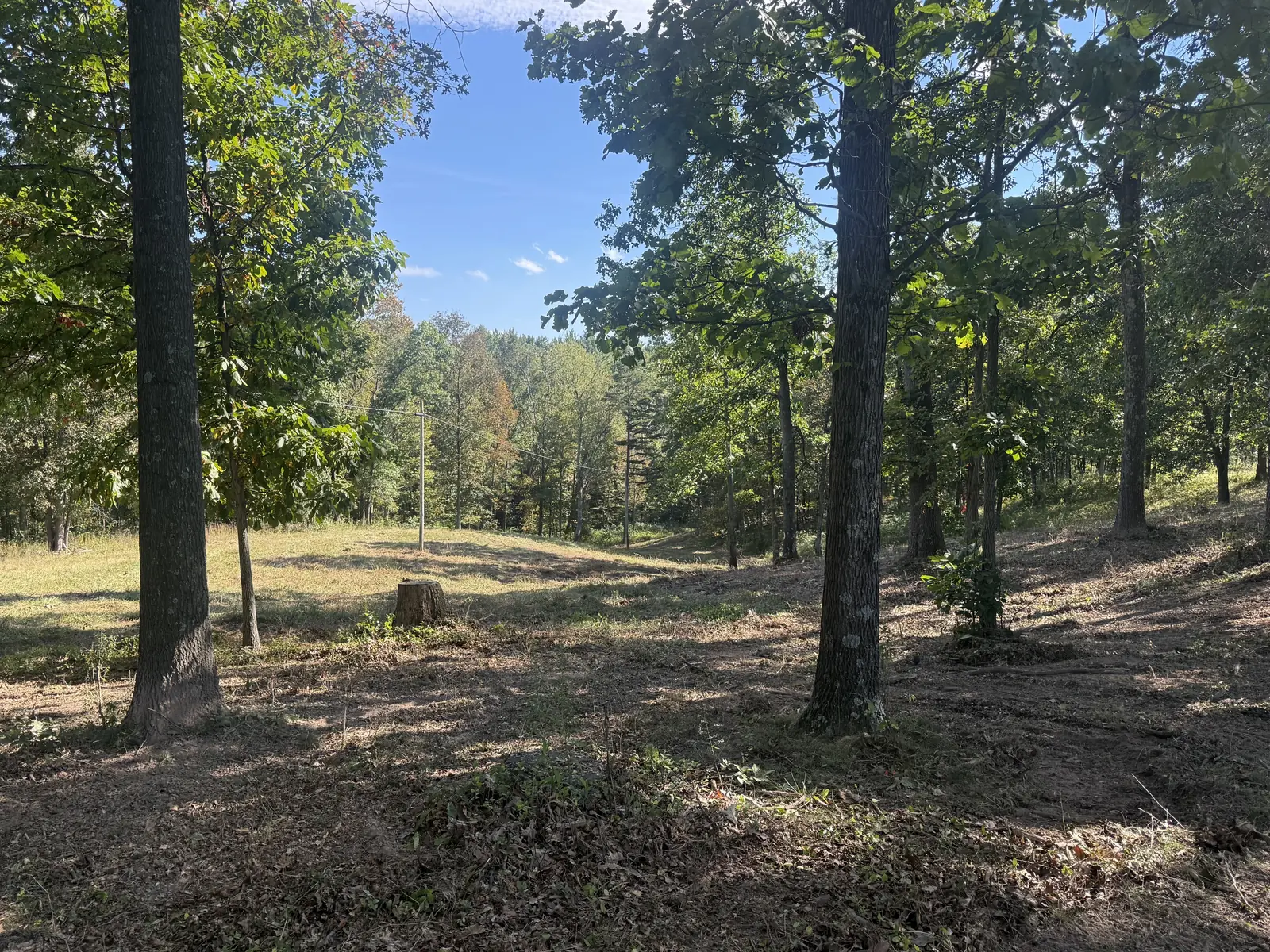 Ground mulched clean around a stump under the trees
