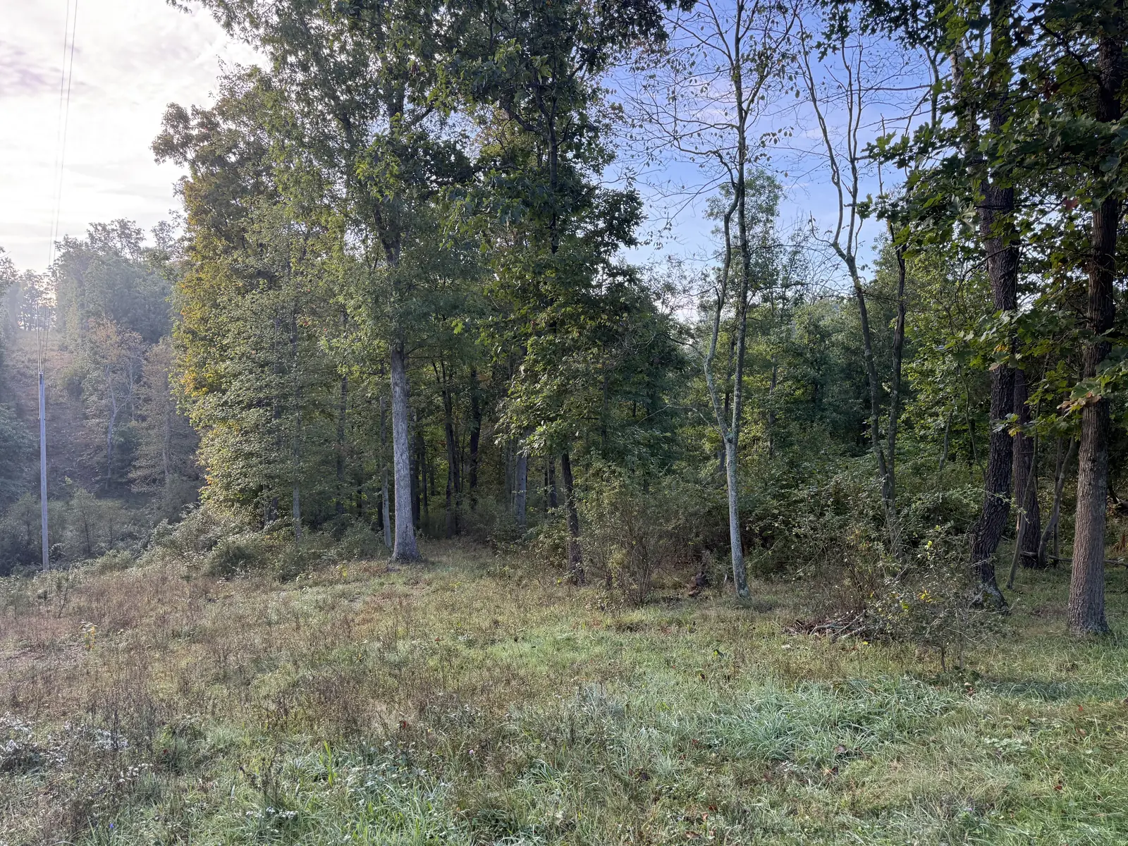 Brush and saplings grown in along a field edge, before forestry mulching