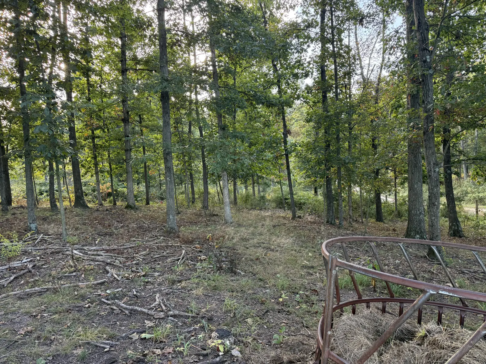 Before mulching: brush and fallen limbs under the trees beside a round hay ring