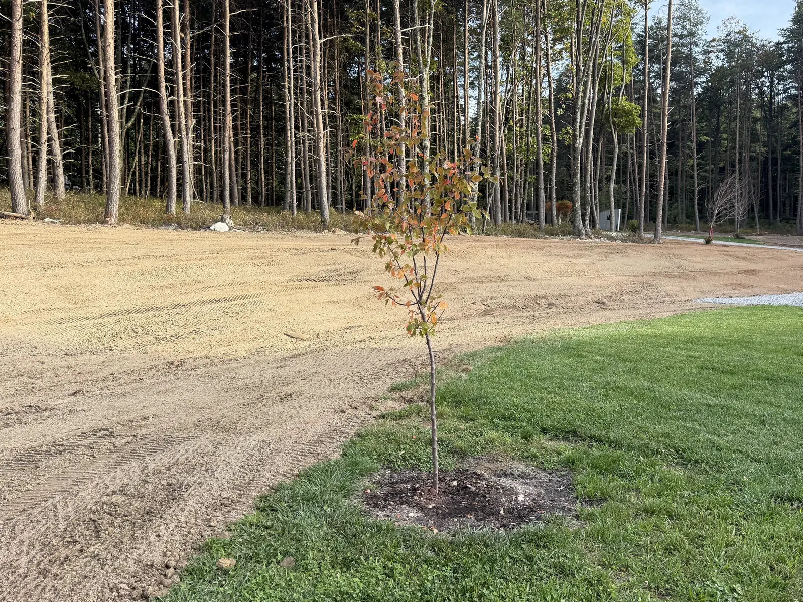 Topsoil spread and raked up to the lawn around a young tree