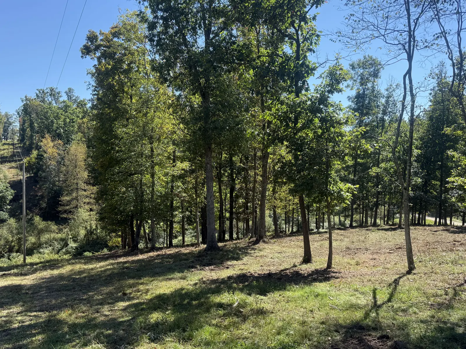 Woodland understory mulched clean under the standing trees